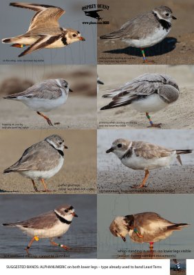 Piping Plover BANDS - VISIBILITY.jpg