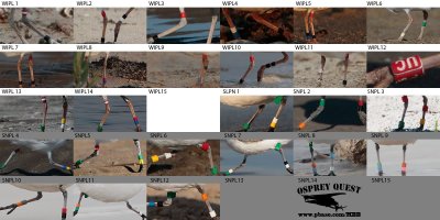 Wilson’s and Snowy Plover - bands