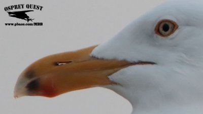 _M5A6073CROP2 American Herring Gull with odd leg color.jpg