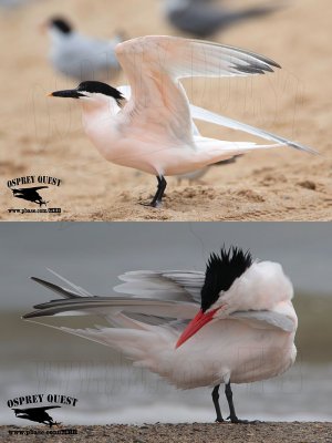 Cabot’s and Royal Tern - pink flush - spring 2015