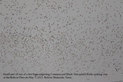 _M5A5731 Common-Black Tern migrating flock.jpg