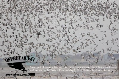 _M5A5835 Common-Black Tern migrating flock.jpg