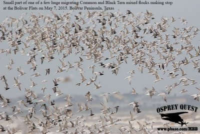 _M5A6042 Common-Black Tern migrating flock.jpg
