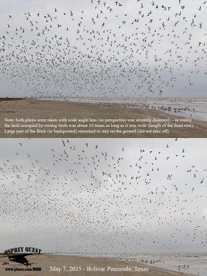 20 thousands Common Tern migrating flock – Texas