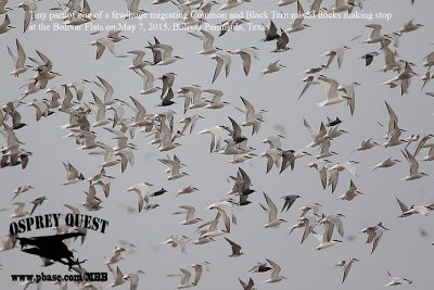 _M5A6414 Common-Black Tern migrating flock.jpg