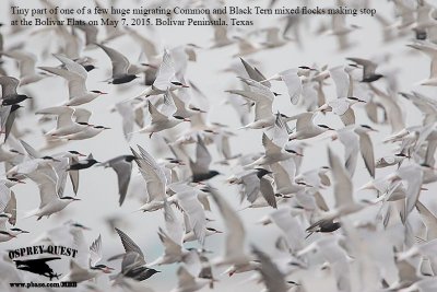_M5A7450 Common-Black Tern migrating flock.jpg