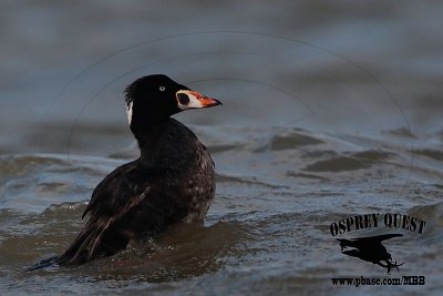 _M5A2080 Surf Scoter.jpg