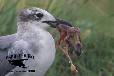 Laughing Gull with stolen embryo