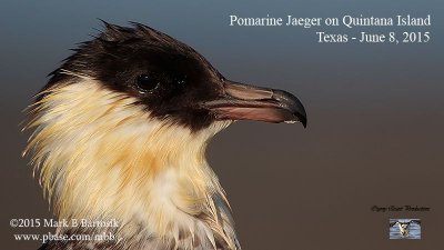 _M5A2043L 1920 Pomarine Jaeger.jpg