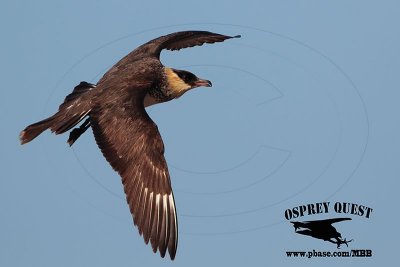 _M5A3236 Pomarine Jaeger.jpg