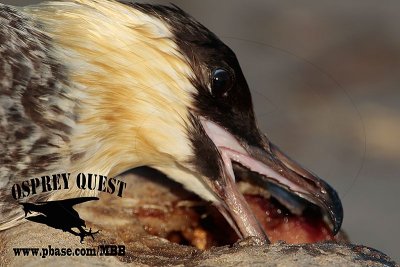 Pomarine Jaeger - Quintana Island - Texas - June 8, 2015