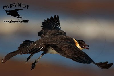 _M5A3807 Pomarine Jaeger.jpg