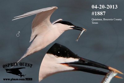 _MG_1887 Cayenne-type Tern.jpg