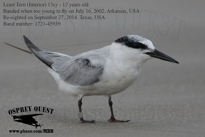 Least Tern - 12 years old (13 cy)
