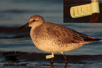 Red Knot - banded - flag TU3