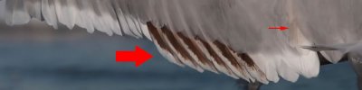 American Herring Gull 22.jpg