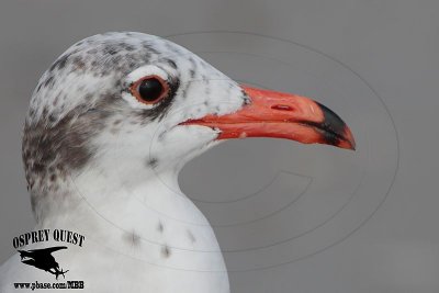 Quiz - remarkable seagull 