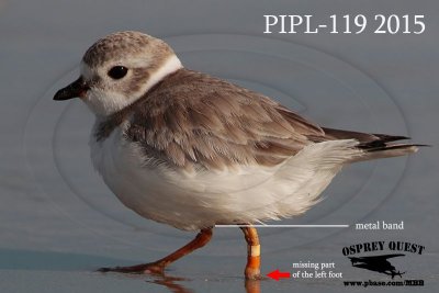 _M5A6536 Piping Plover with missing part of the left foot.jpg