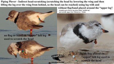 Piping Plover - banded - head scratching.jpg