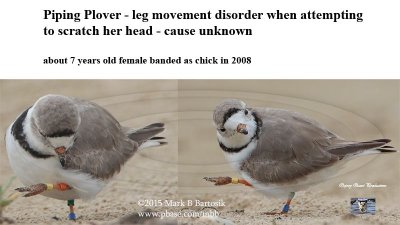 Piping Plover - leg movement disorder 2015.jpg