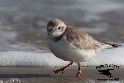 _M5A6502 Piping Plover with missing part of the left foot.jpg