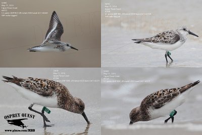 Sanderlings - VHF radio tagged with green alphanumeric flags
