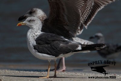 _X1D3434 Great & Lesser Black-backed Gulls.jpg