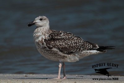 _X1D3533 Great Black-backed Gull.jpg