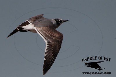 _X1D2927 Franklin's Gull HY.jpg