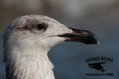 Great Black-backed Gull - Bolivar Peninsula Texas October 15, 2016
