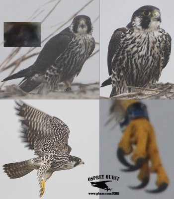 Peregrine Falcon with bi-color black over blue band - Texas
