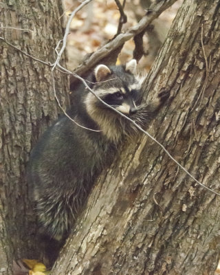 There are strange things in these woods