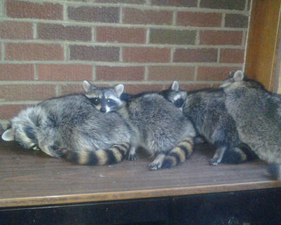We are just plum tuckered out