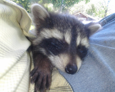 Sleeping on Dads lap
