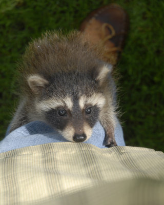 Climbing my leg