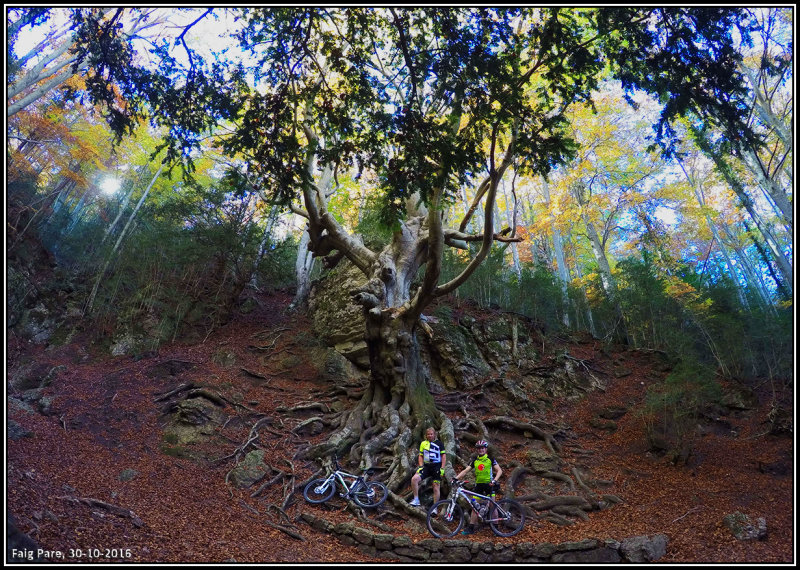 Faig Pare, La Fageda del Retaule