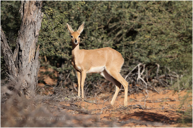 Raphicre - steenbok 3.JPG