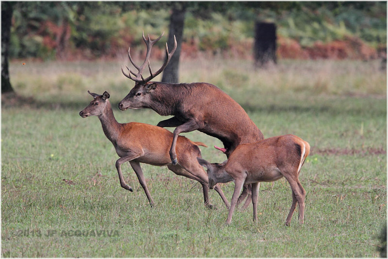 Brame 2013 - Red deer rut 2013.JPG