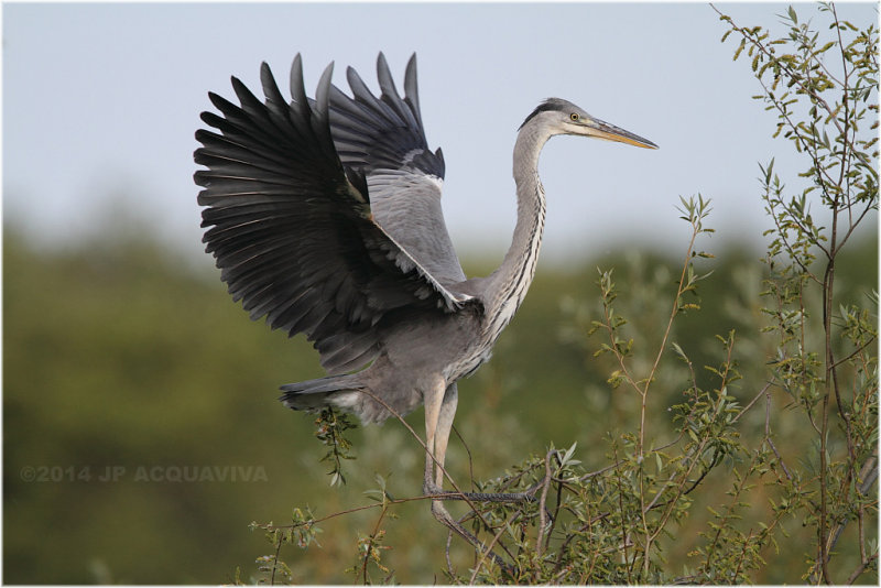 Hron cendr - Grey heron 2553.JPG