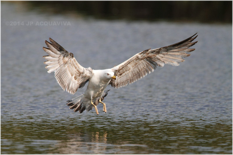 Goeland - Sea gull 2575.JPG