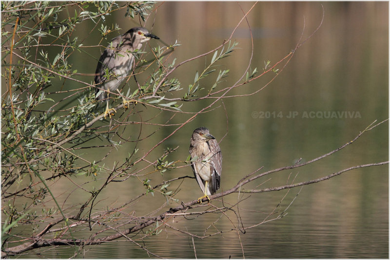 Bihoreau gris - Black-crowned night heron.JPG