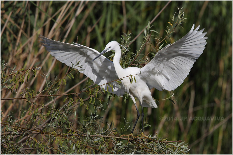 Aigrette garzette - Little egret.jpg