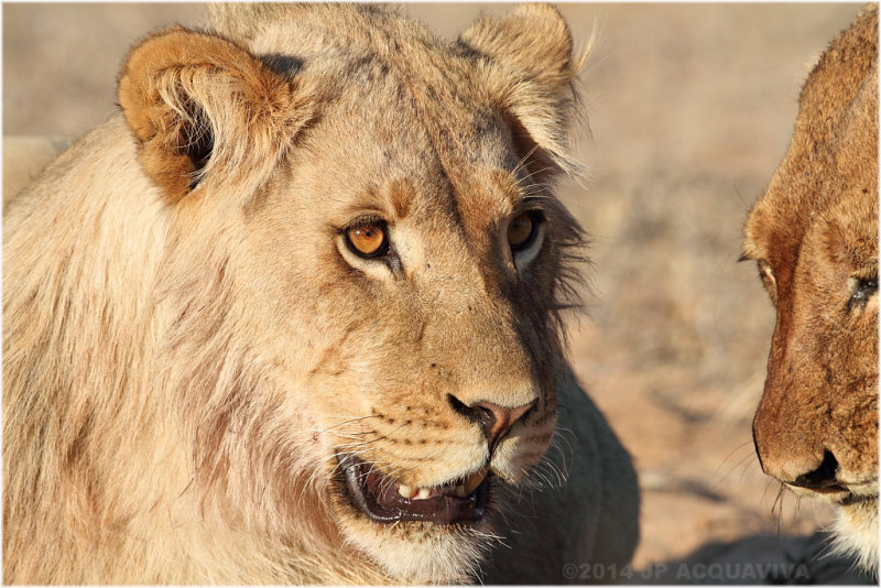 lion 4312.JPG