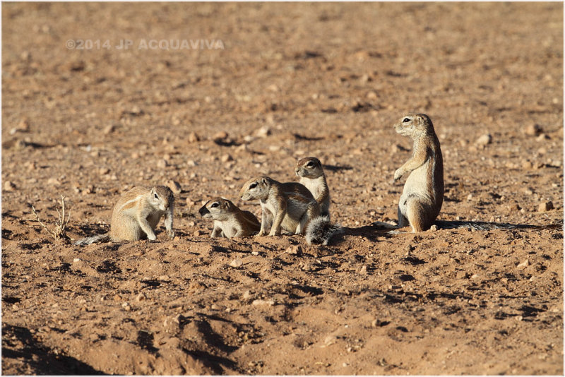 cureuils terrestres - ground squirrels