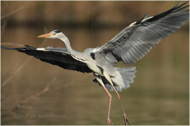 hron cendr - grey heron 6012.JPG