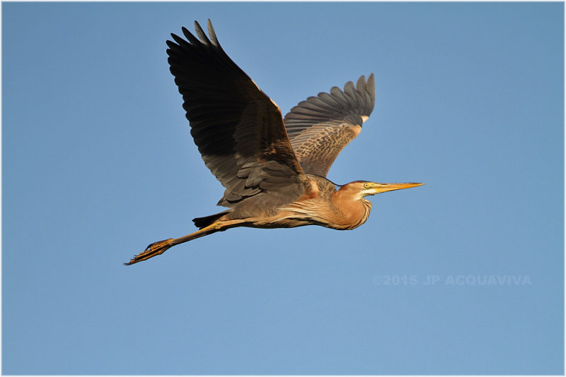 hron pourpr juvnile - purple heron juvenile  7142.JPG