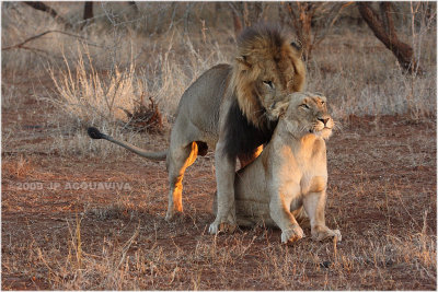 Kruger National Park 2009