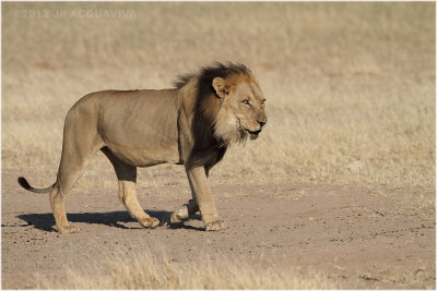 Kalahari lion 7753