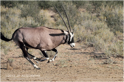 Oryx au galop - oryx at full speed.JPG