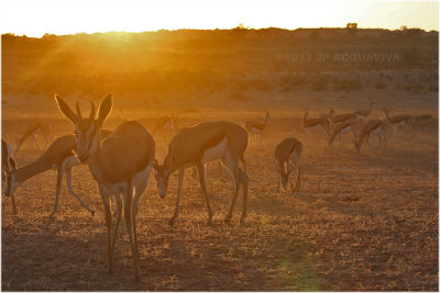 Springboks  l'aube - springboks at dawn.JPG